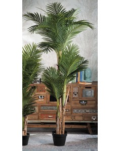 Palm në vazo, h200cm
