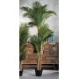Palm në vazo, h200cm