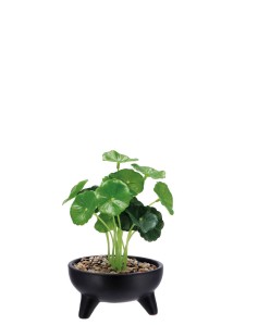 Lule në vazo 10x16 cm