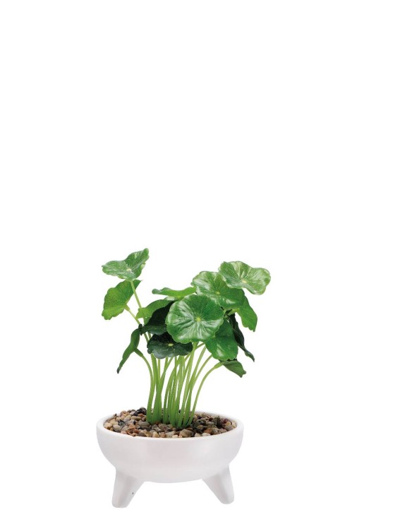 Lule në vazo 10x16 cm