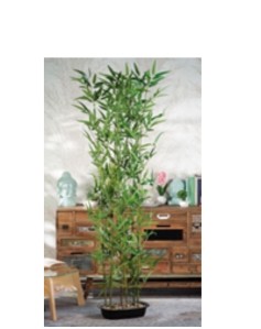 Bambu 180 cm