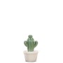 Kaktus 8x15 cm