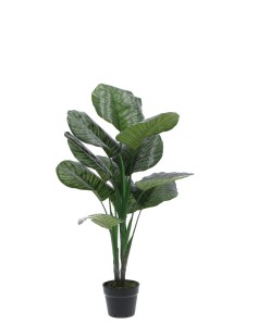 Calathea 12x90 cm