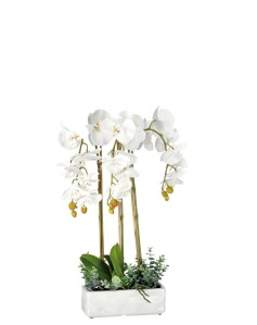 Orkide 25x10x62 cm