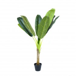 Pemë bananeje në vazo,...