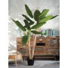 Pemë bananeje në vazo, dekorative,  h 180cm