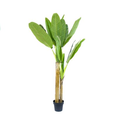 Pemë bananeje në vazo, dekorative,  h 180cm