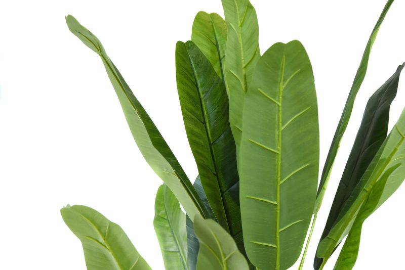 Decorative potted banana tree, h 180cm thumbnail 2